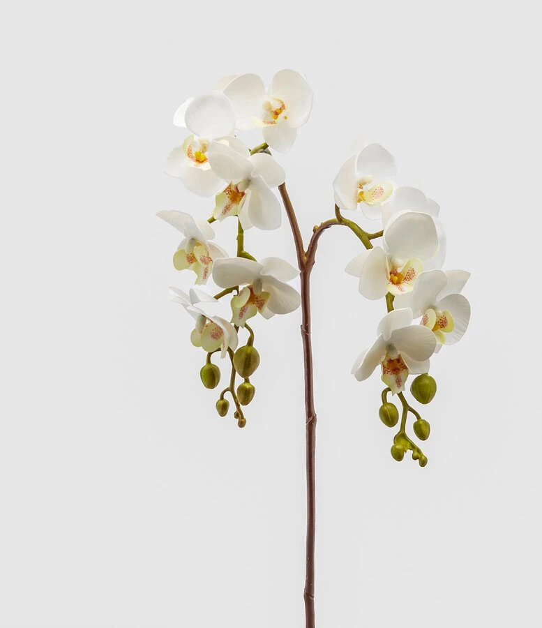 ORCHID WHITE PHAL.OLIS BRANCH