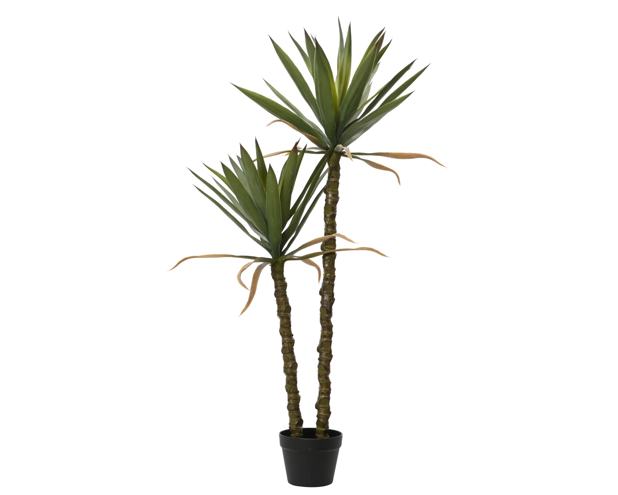 GREEN PLANT SISAL TREE IN POT