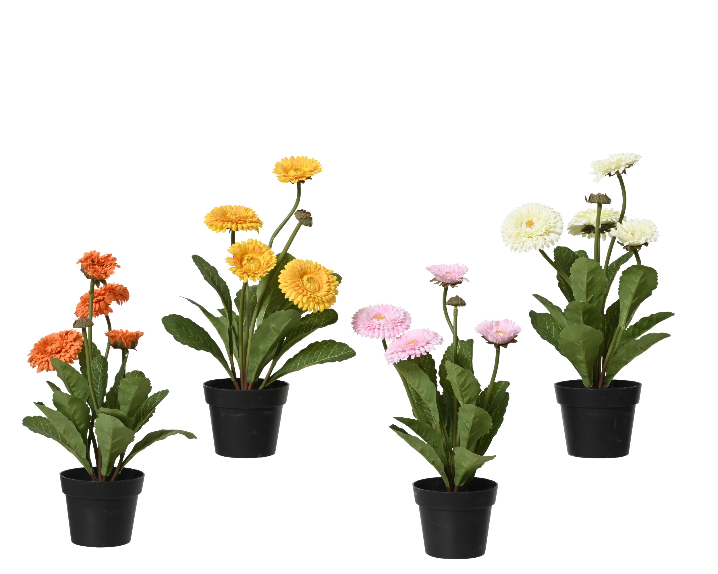 CHRYSANTHEMUM POLYESTER IN POT