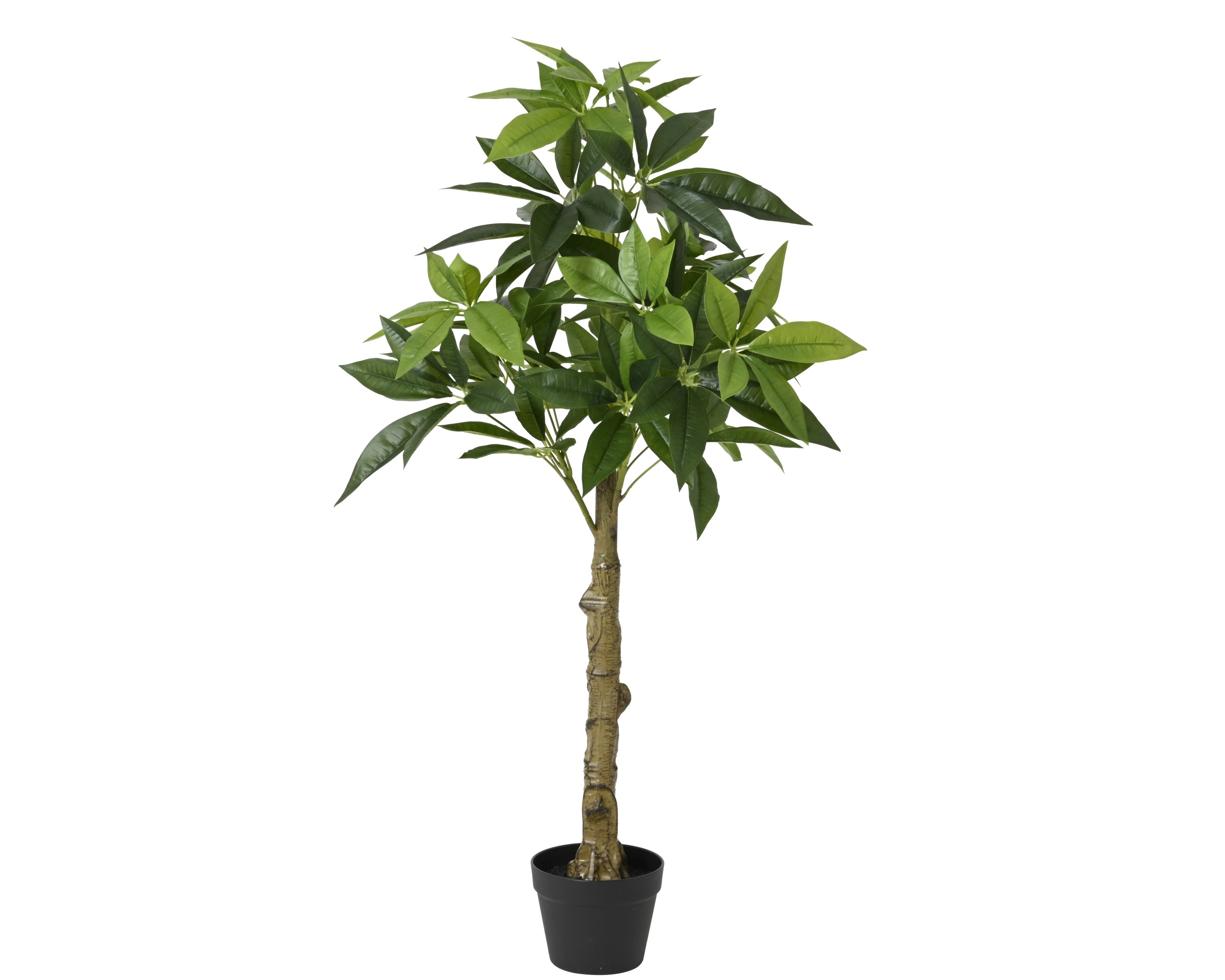 PLANT PACHIRA GREEN IN POT