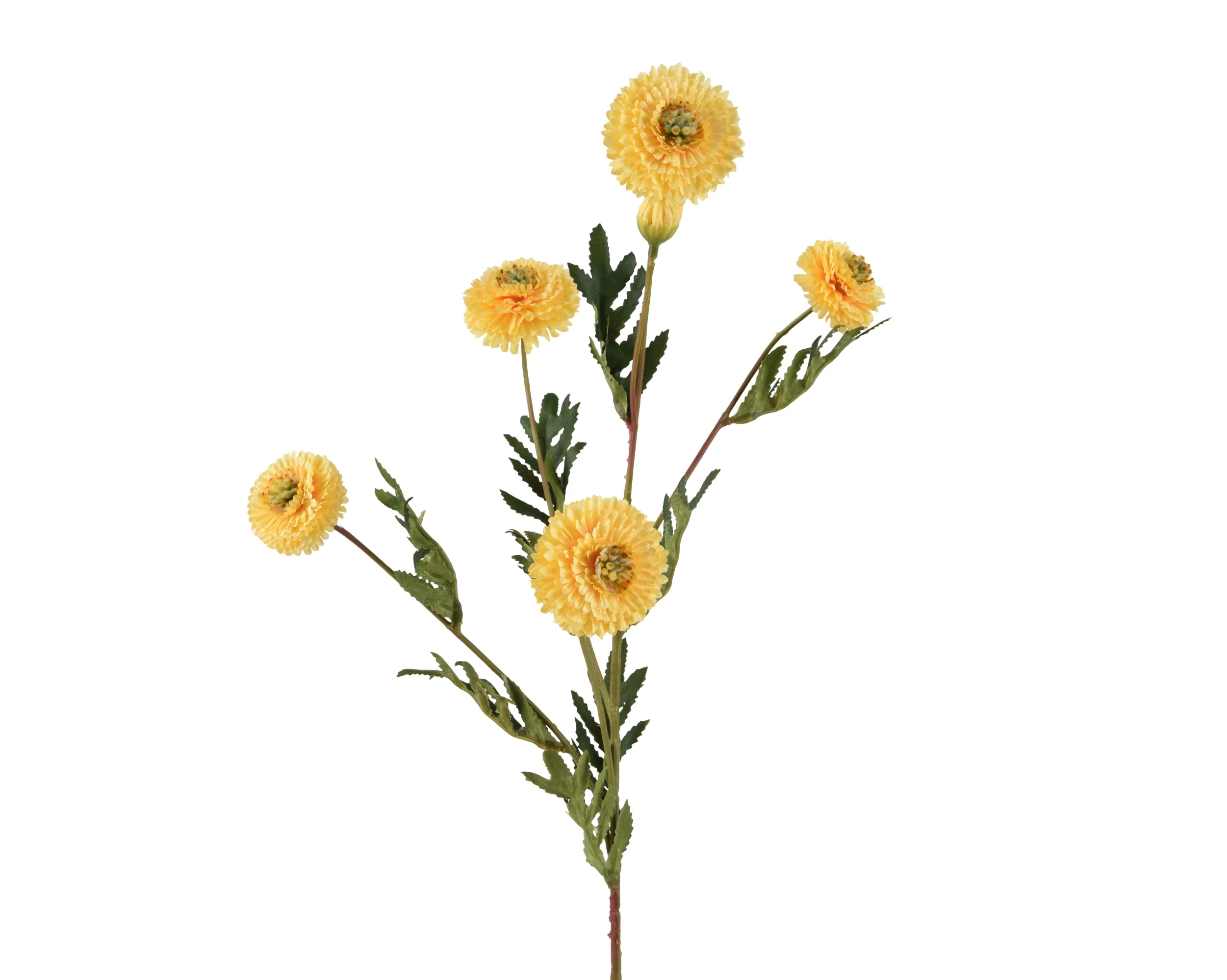 YELLOW CHRYSANTHEMUM ON STEM