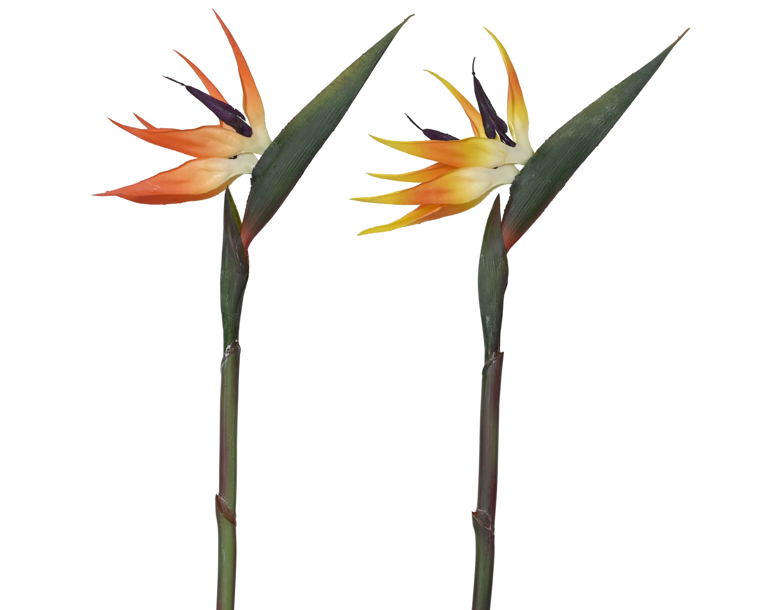 ORANGE/YELLOW SPRAY PE STRELITZIA