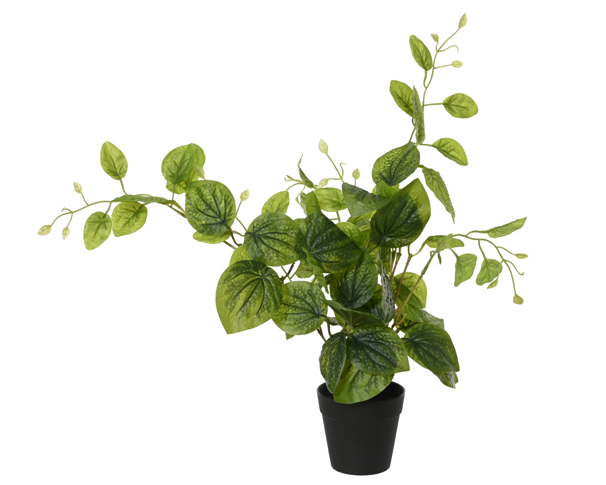 GREEN MINT PLANT IN POT