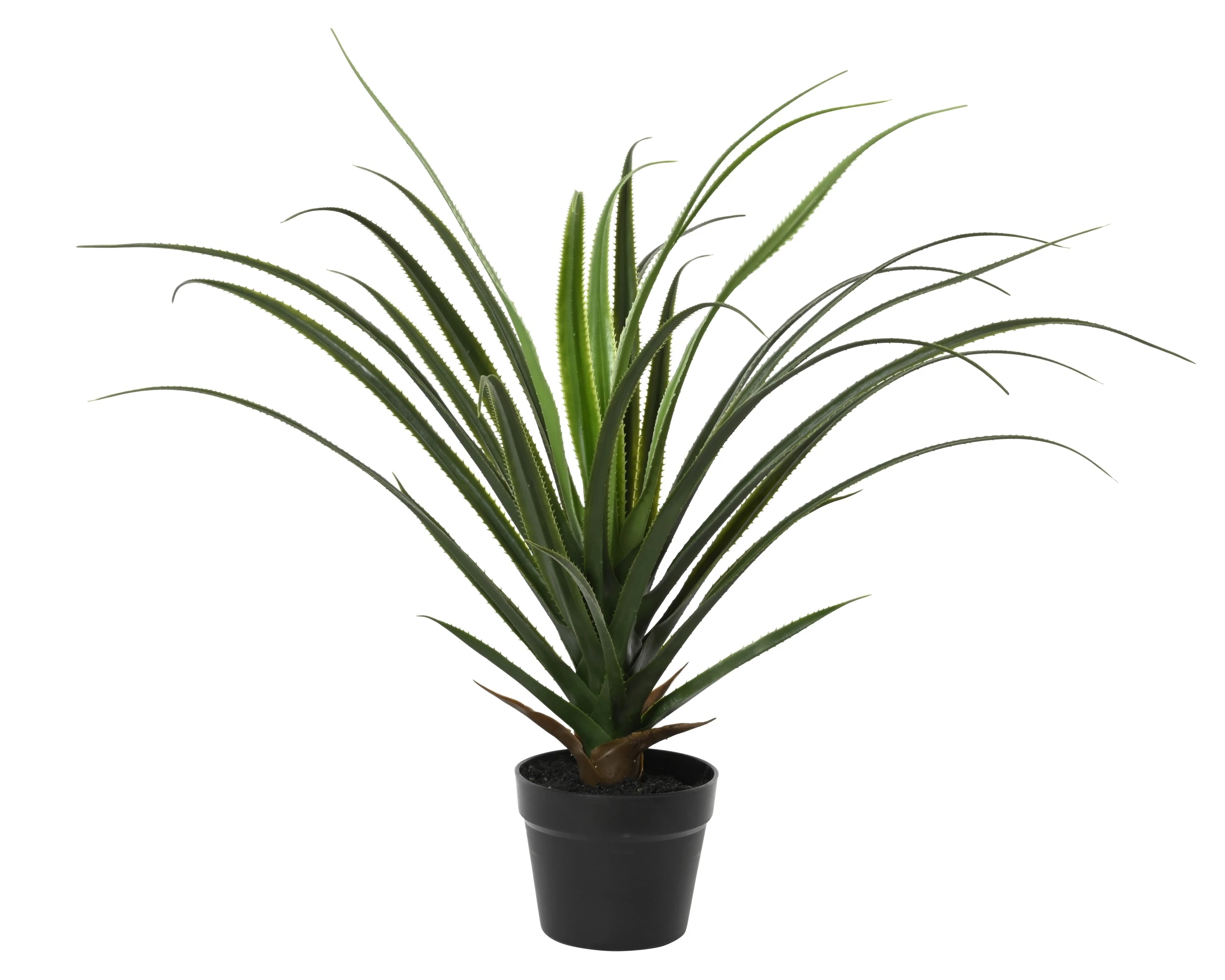 GREEN PLANT PANDANUS IN POT