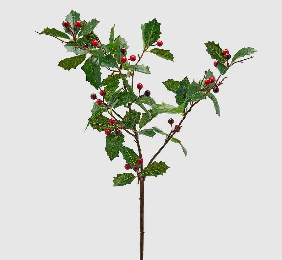 HOLLY WITH BLACKBERRY BRANCH