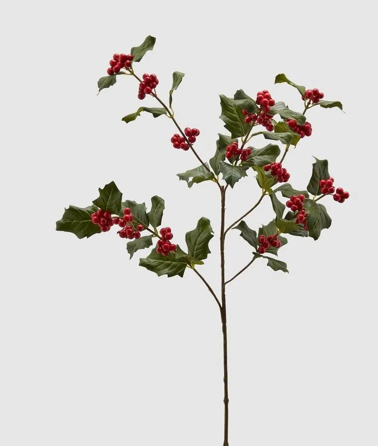 HOLLY REX BRANCH