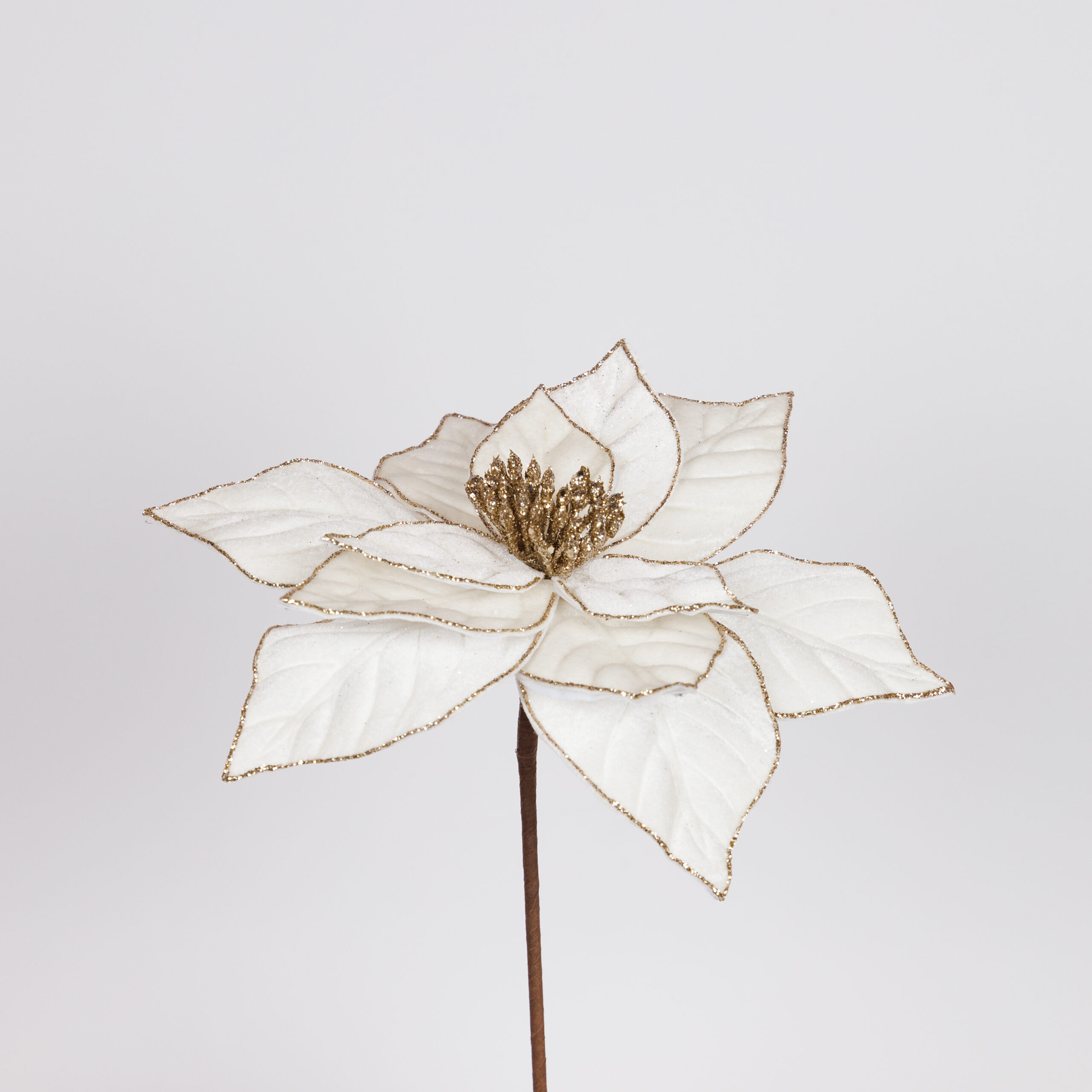 POINSETTIA IVORY