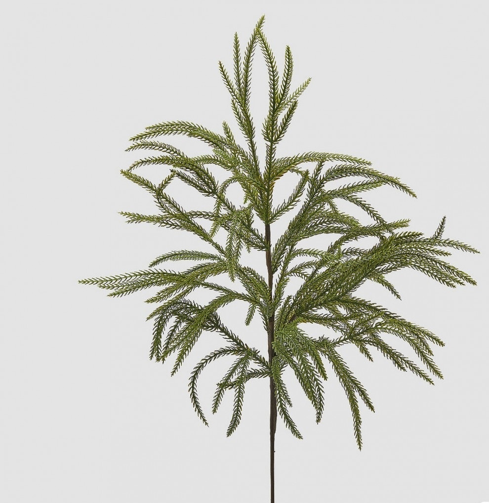 CRYPTOMERIA BRANCH GREEN
